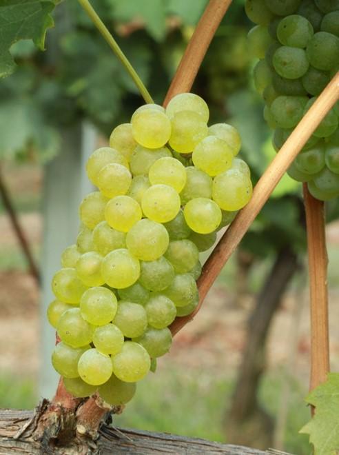 RIESLING ITALICO/GRAŠEVINA